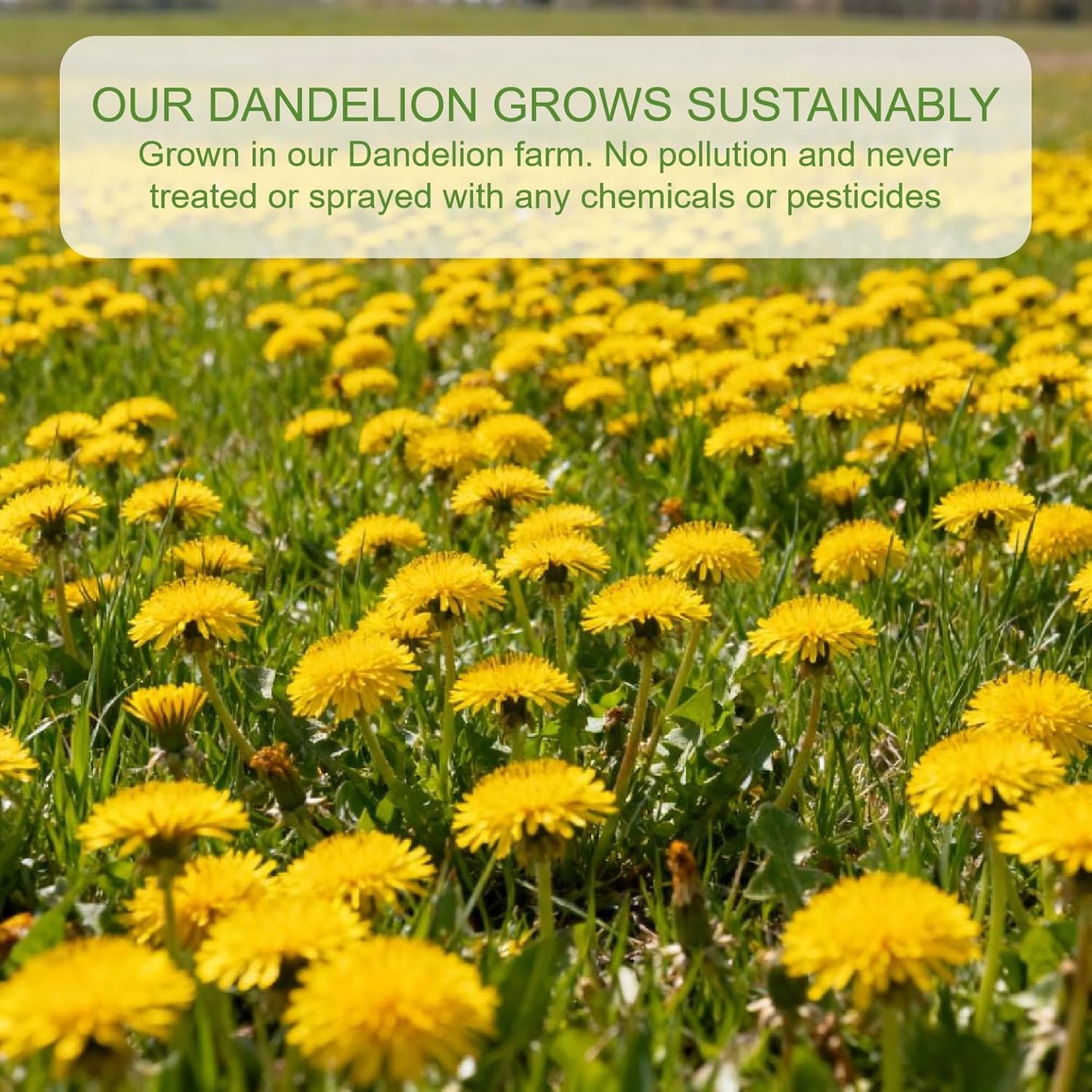 VerdantStrand 100% Natural & Pure dandelion root tea for liver & kidney health - 60 Tea Bags herbal tea with dandelion Leaf & Root- traditional Chinese tea,No Sugar, Caffeine-Free